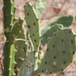 kitecampelcuyomexico (73 of 180)